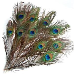 Peacock Feathers, set of 12