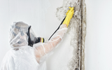 Levels of Mold Remediation: Understanding the Stages of Mold