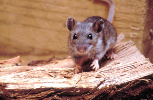 What You Need To Protect Yourself from the Hantavirus