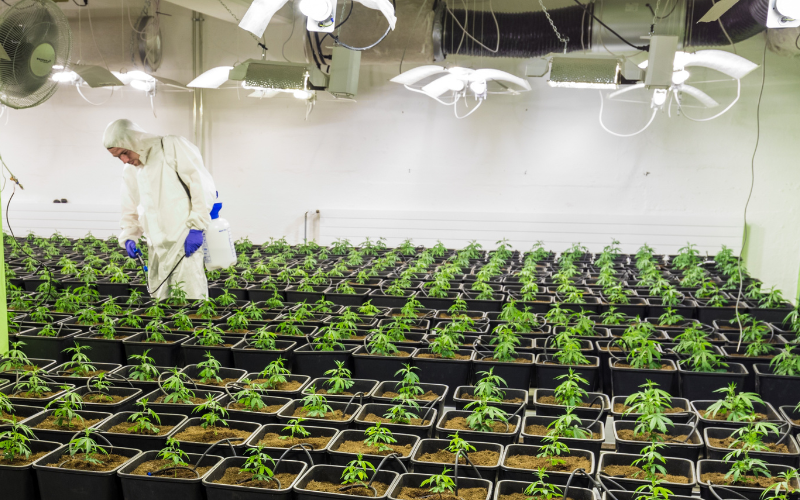 Proper Placement of Sensors in a Cannabis Grow Area 