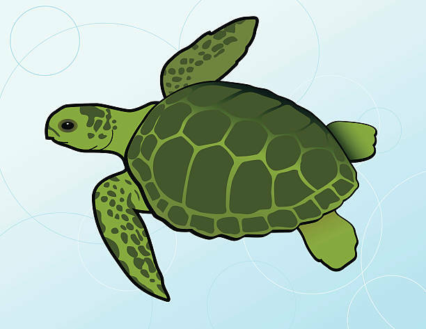 sea-turtle-drawing.jpg