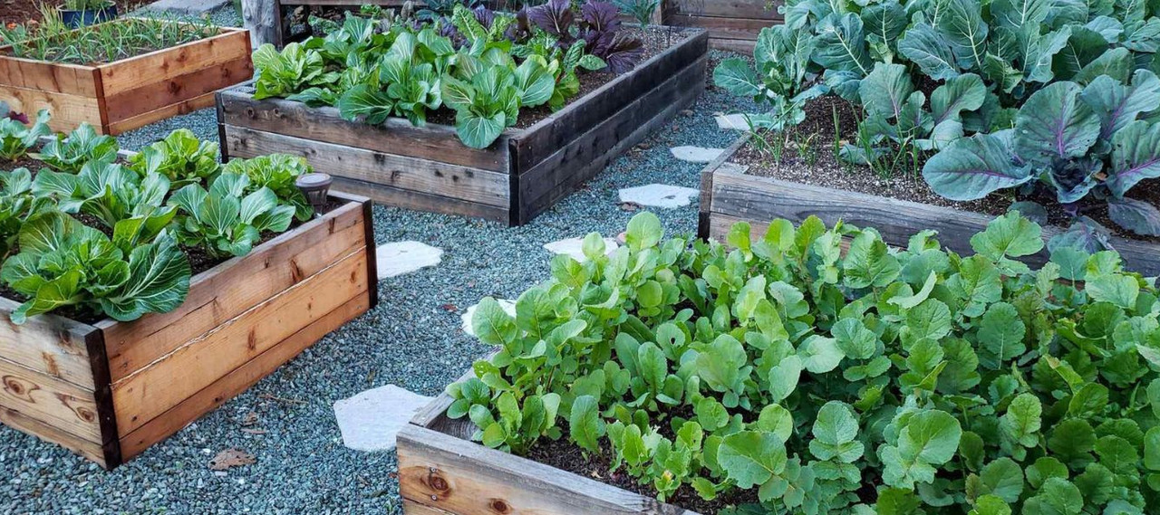 Raised Beds