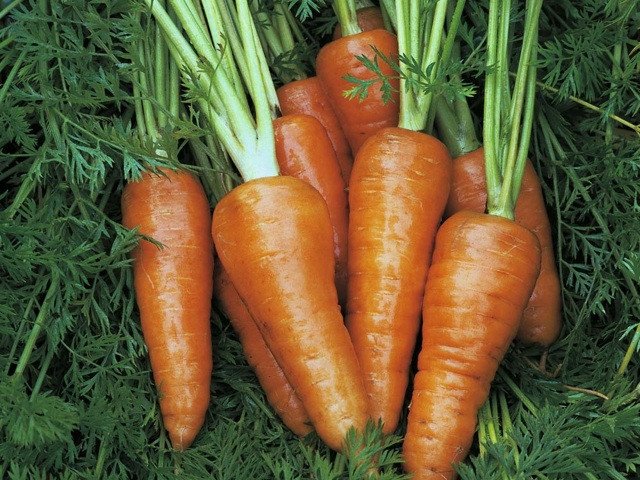 How To Grow Carrots How to grow carrots