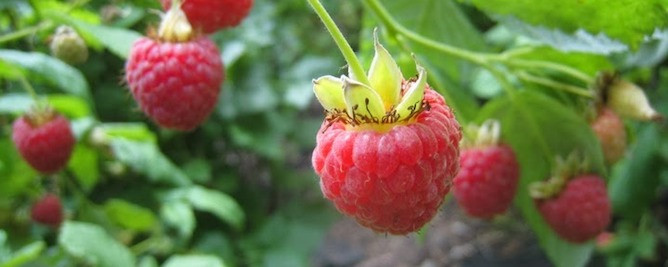 How to grow raspberries
