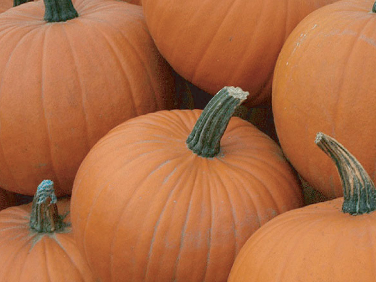 'Racer' F1 medium sized pumpkin crops