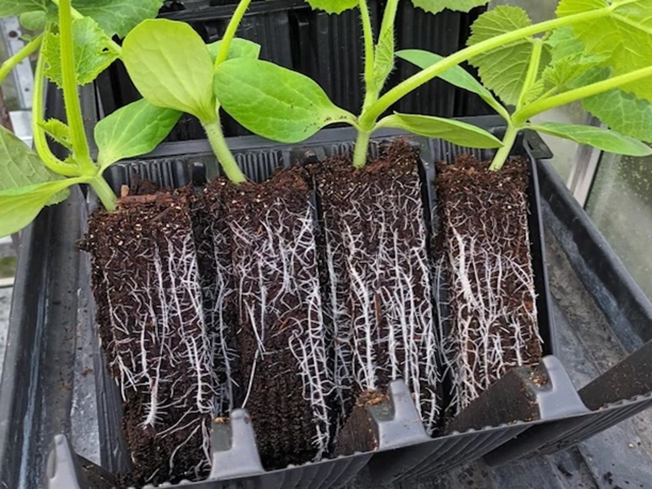 deep rooted seedlings in a rootrainer tray