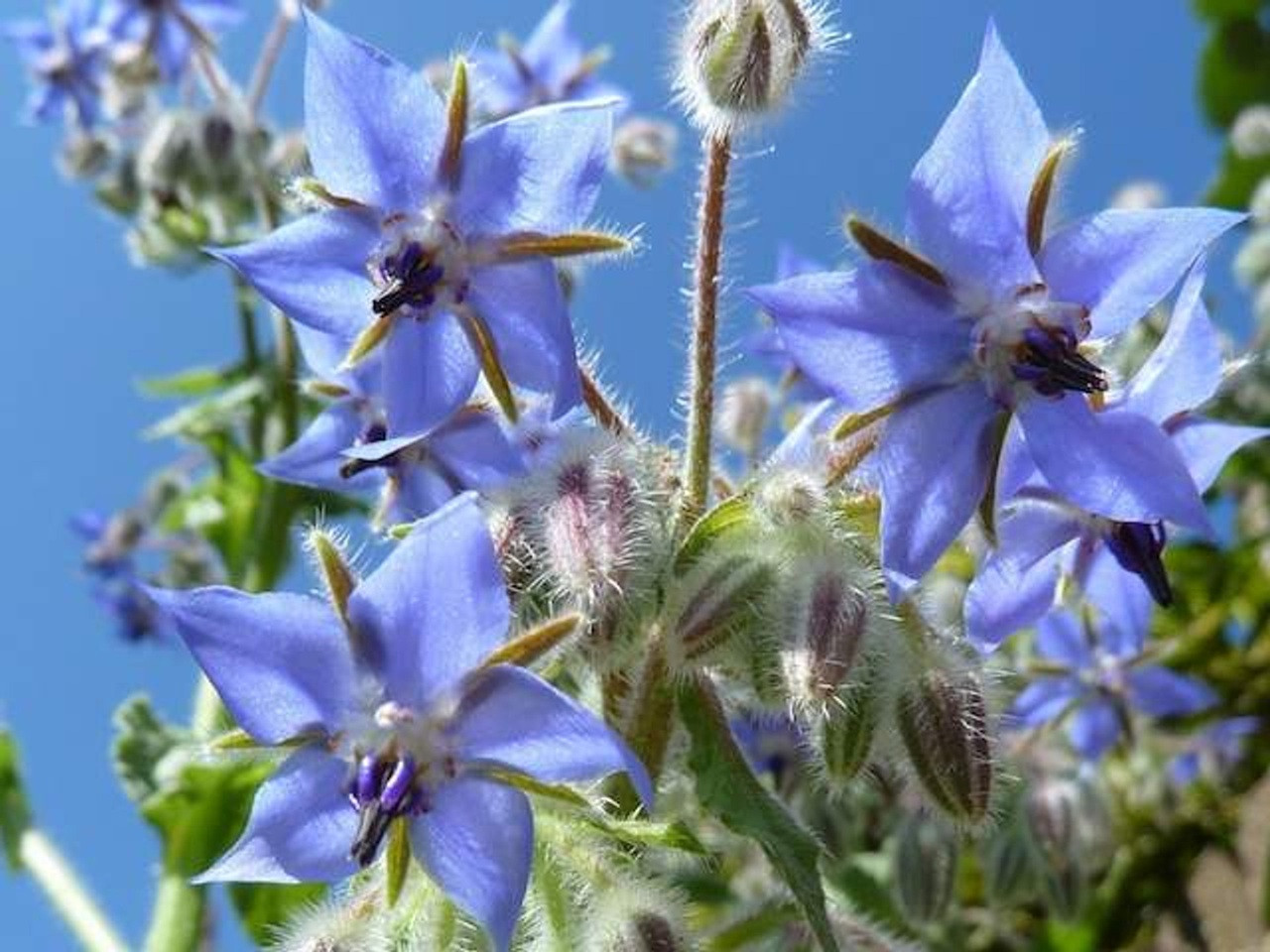 Borage in flower