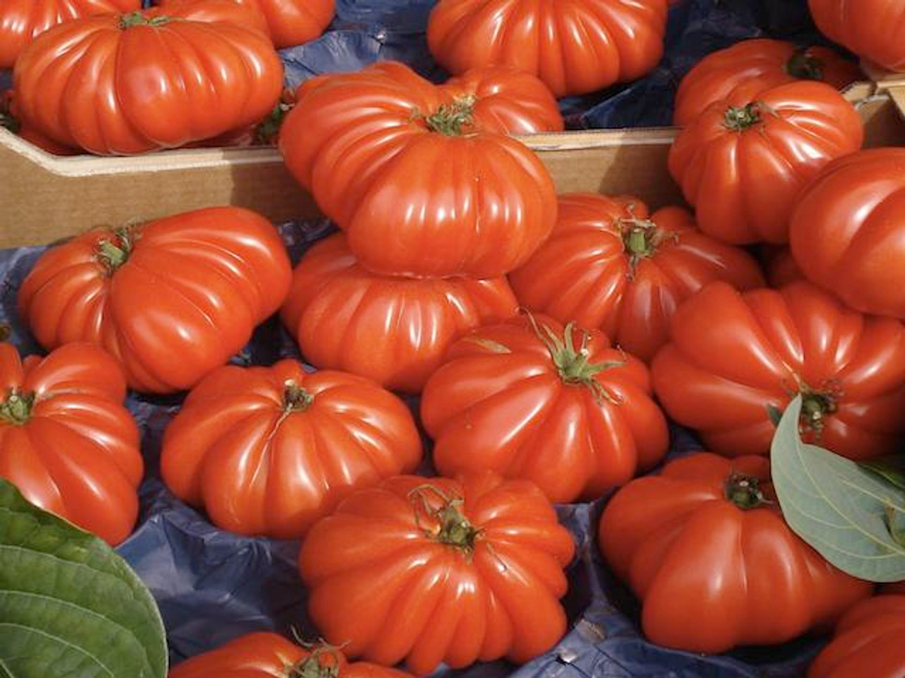 Tomato Marmande harvest