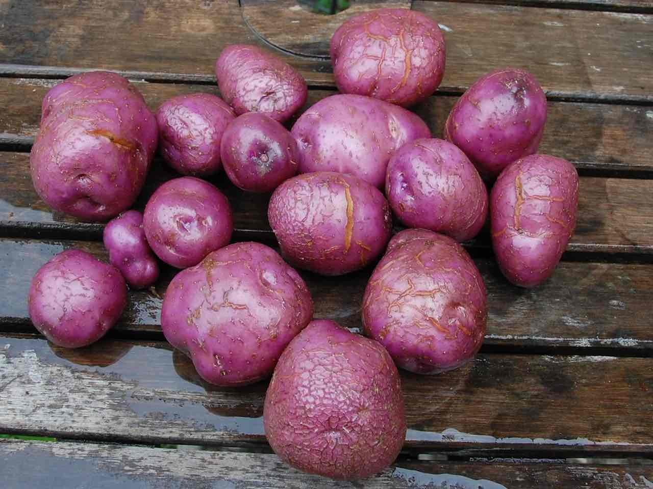 Arran Victory potatoes, with striking magenta skin