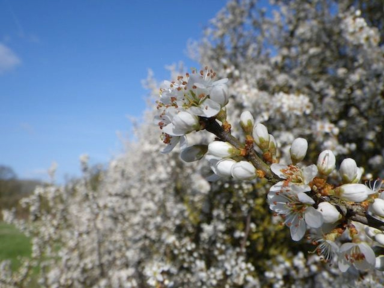 Blackthorn in flower