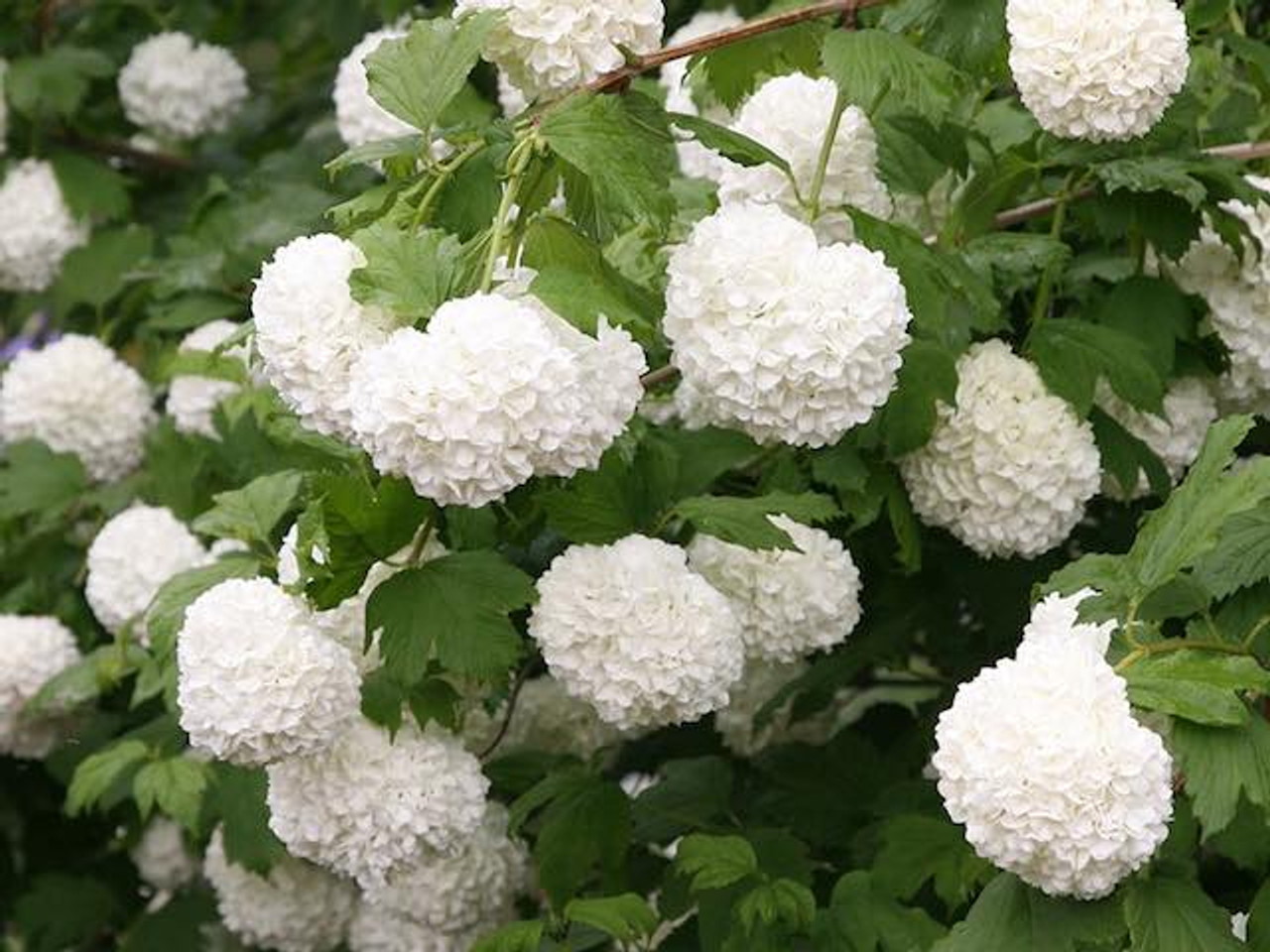 Viburnum Opulus