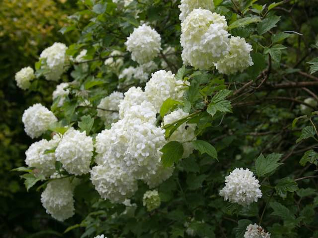 Guelder rose; Viburnum Opulus