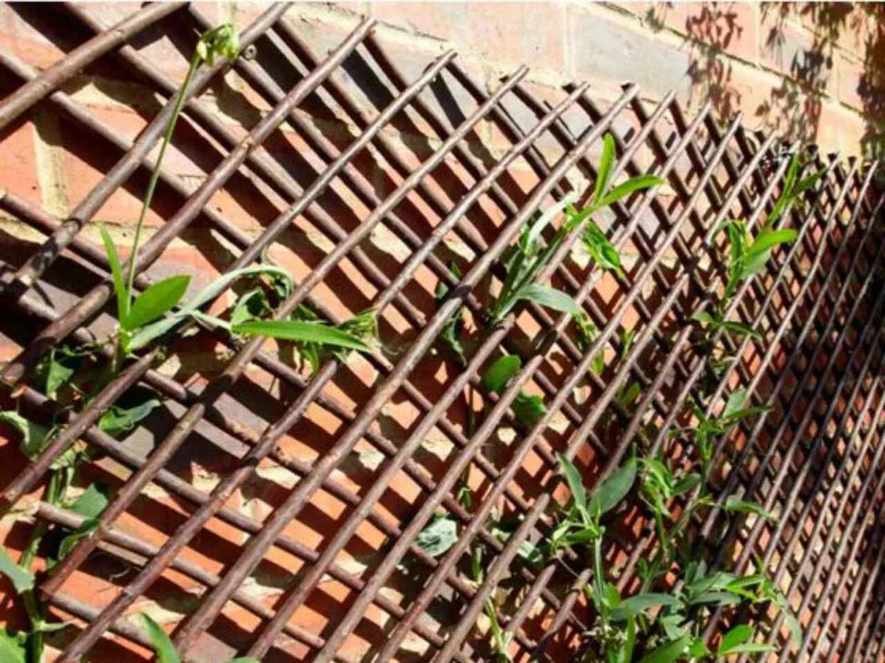willow trellis