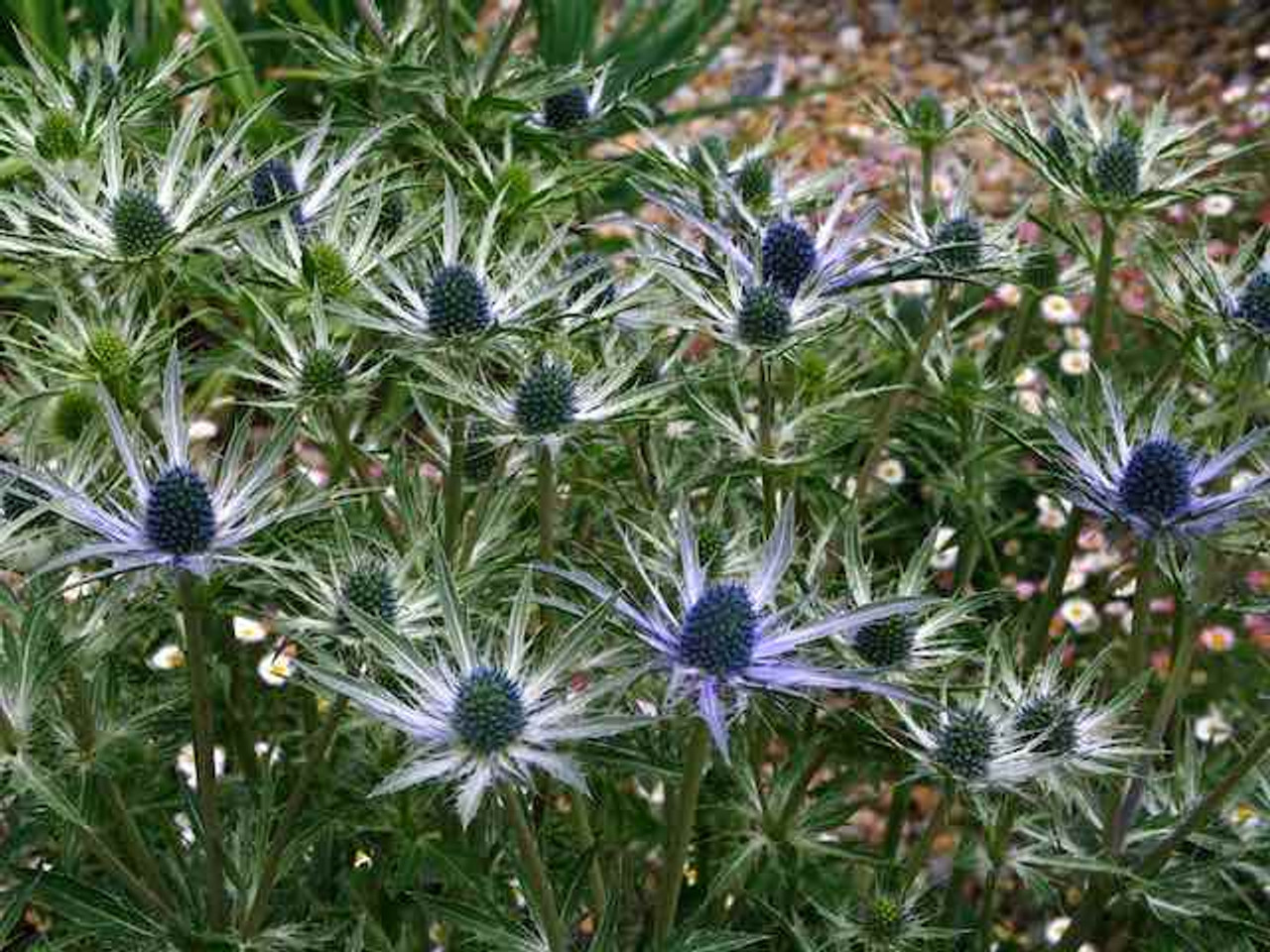 Eryngium Bourgatti Sea Holly 3 x Plants