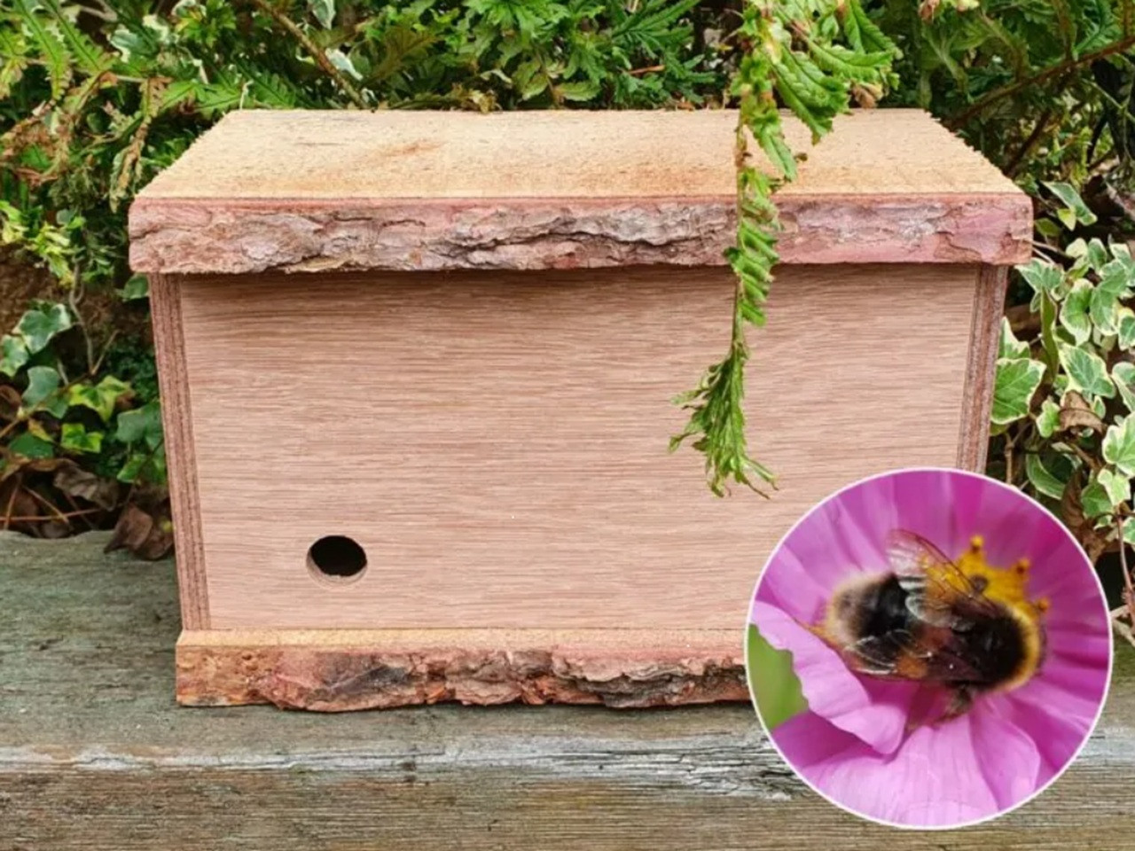 Bumblebee nest