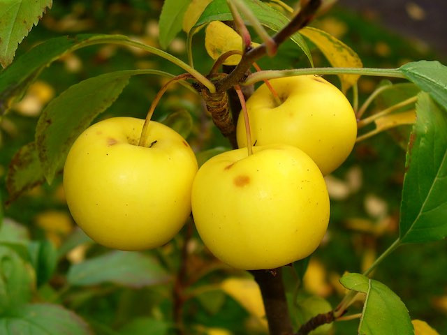 Crab apples