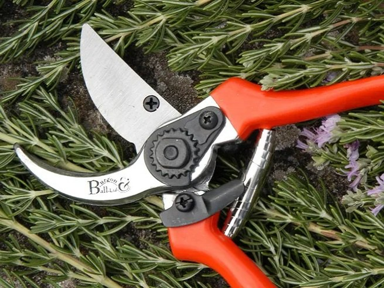 Burgon & Ball Bypass Secateurs in action