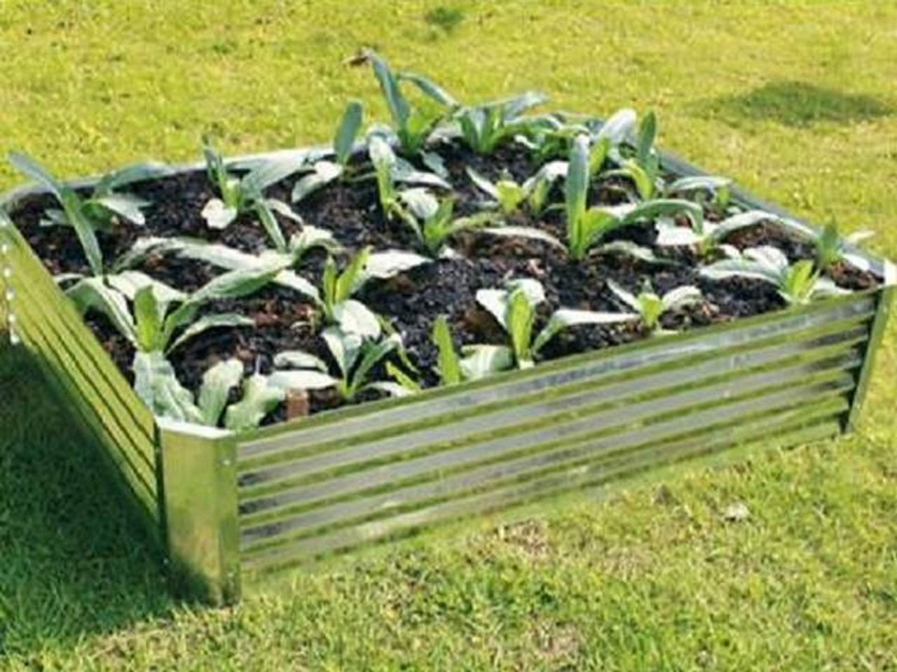 galvanised raised bed with crops
