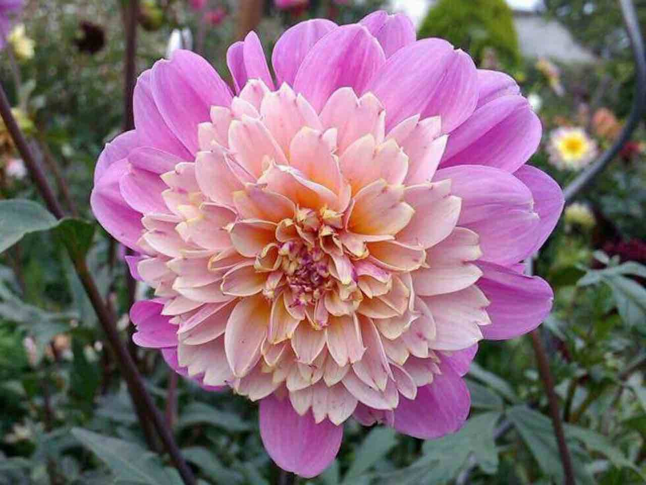 Dahlia 'Take Off' lilac and pink bloom