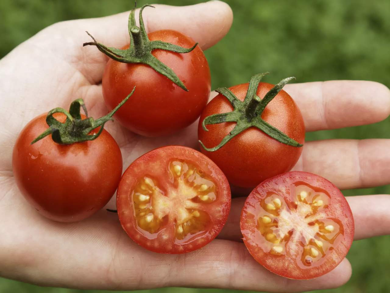 Brandywine Red Tomato organic seeds heirloom best tasting ireland