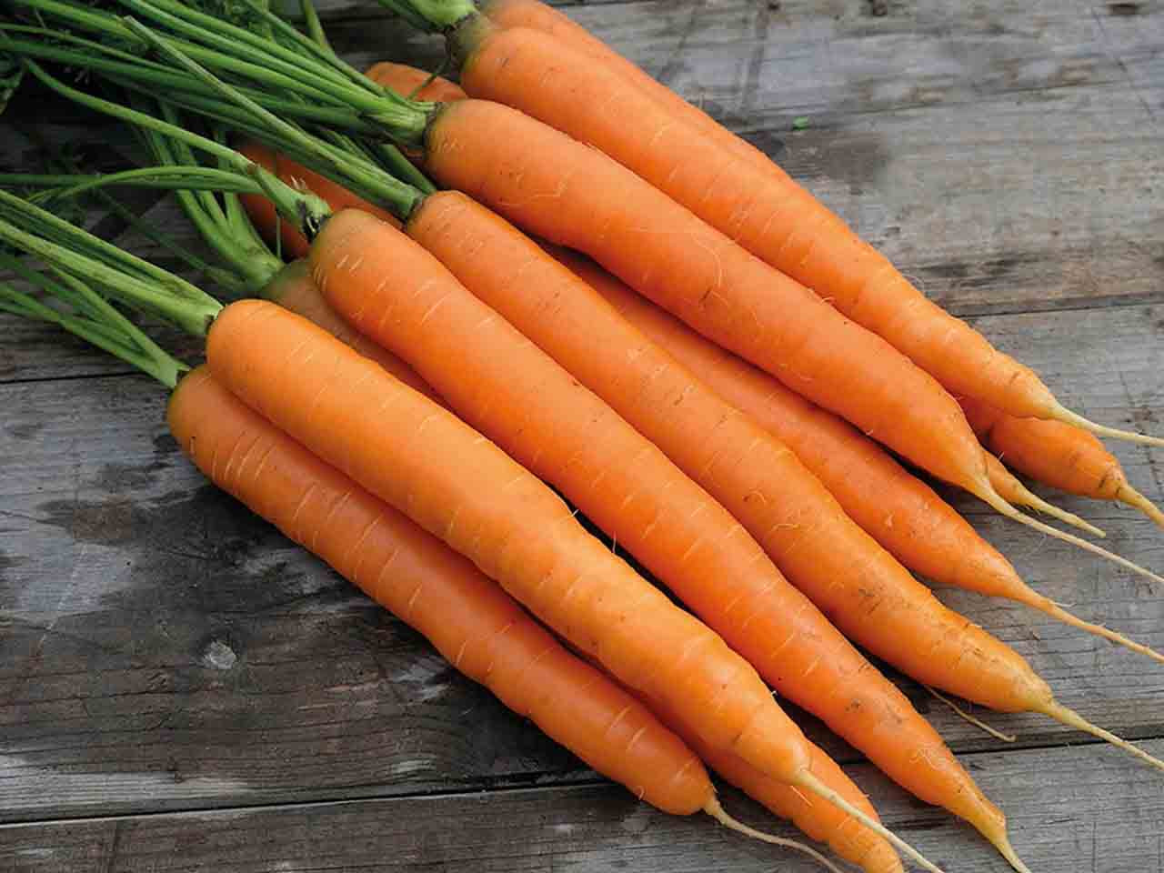 Amsterdam forcing - early carrot variety