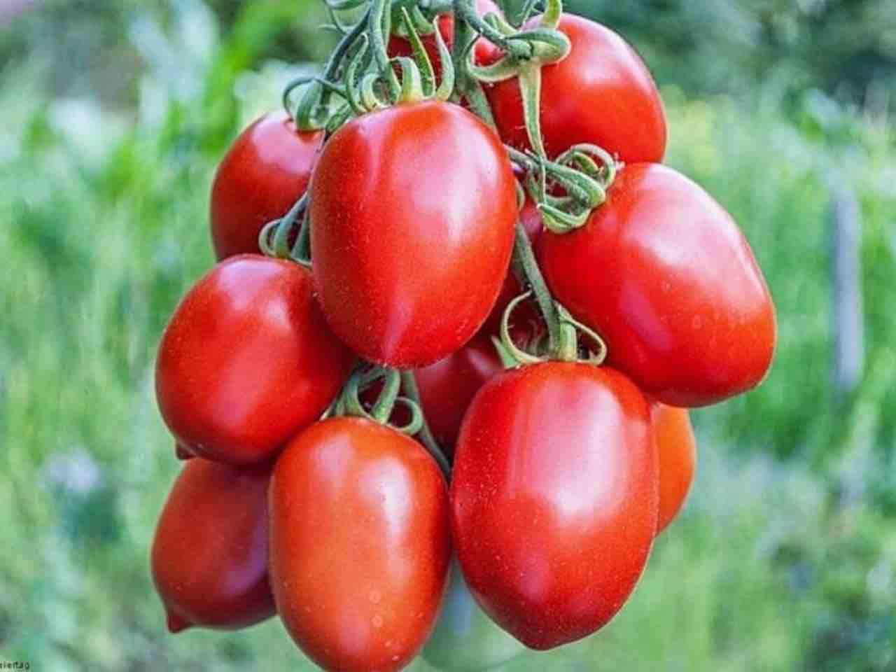 Rio Grande tomatoes on the vine