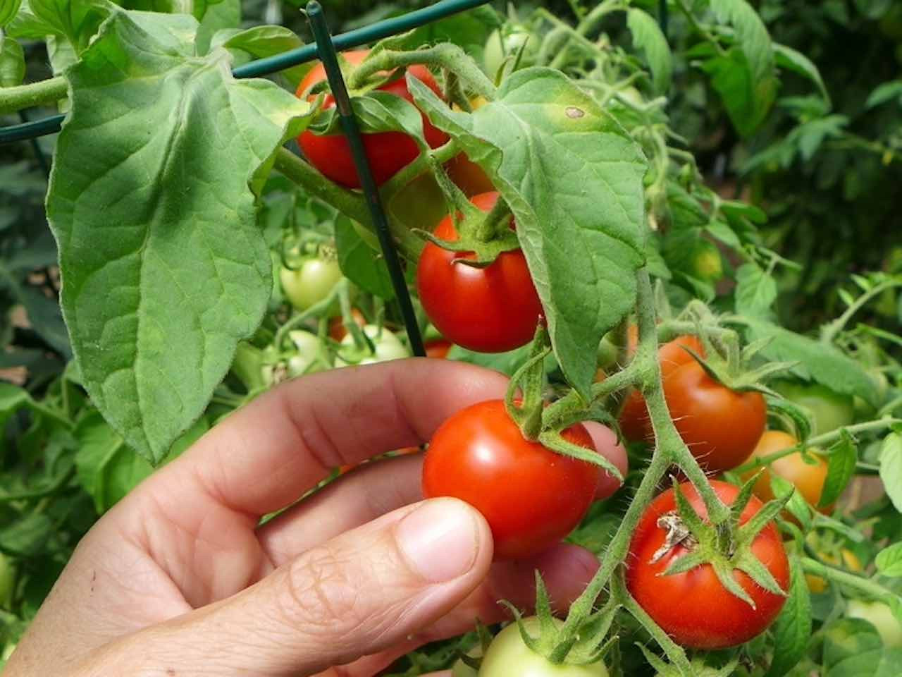 maskotka tomatoes on the vine