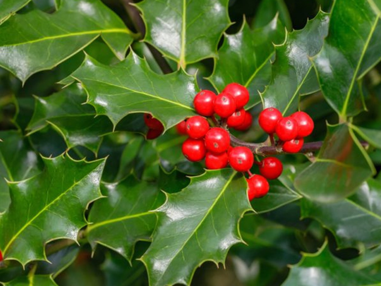 Holly (Lex Aquafolium)
