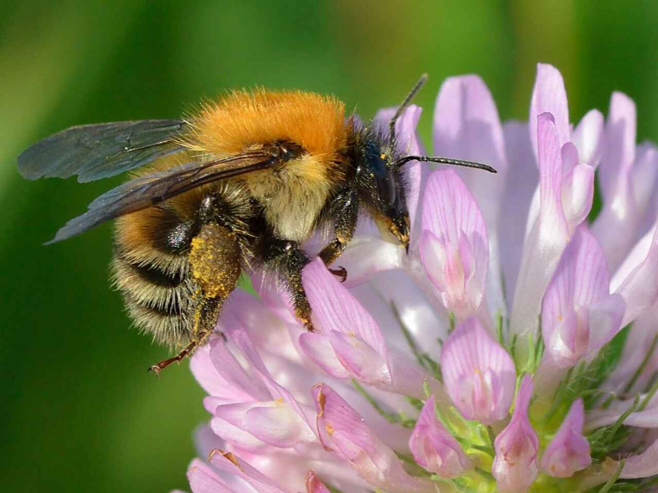 Rozeta Clover with bee