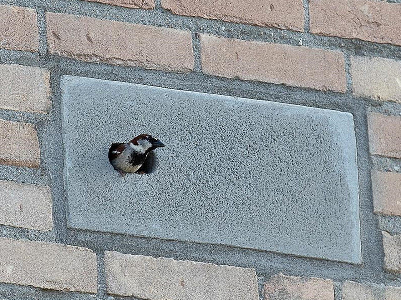 Vivara Swift Nesting Box