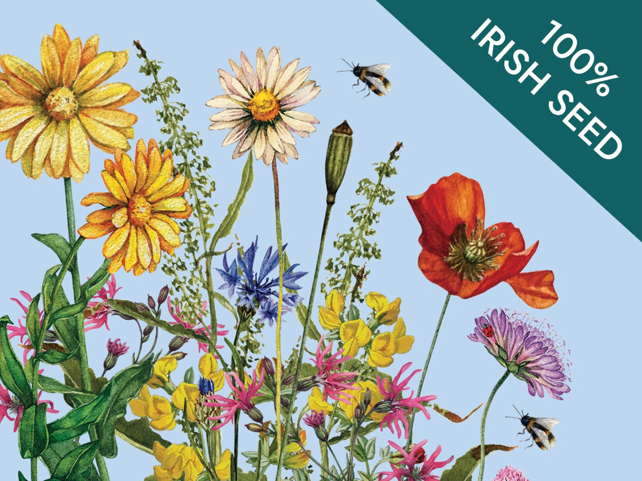 wildflower graphic - flowering lawn