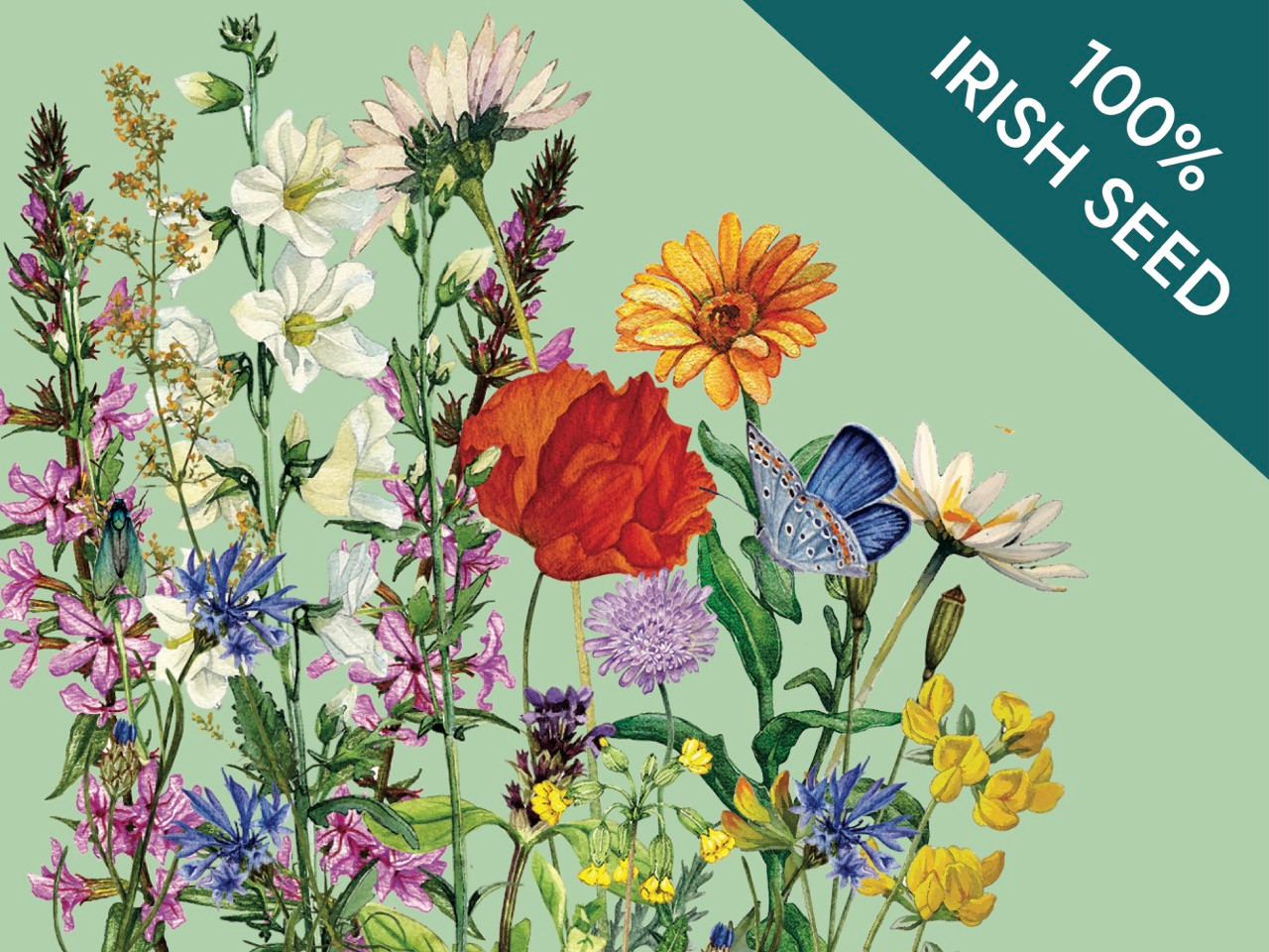 Easy grow mix - wildflower graphic
