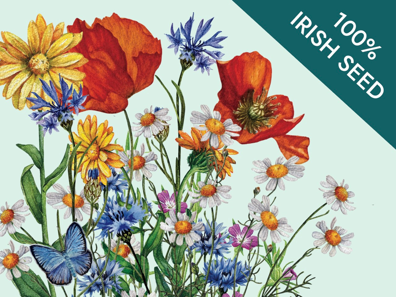 Cornfield Annual wildflower mix - graphic