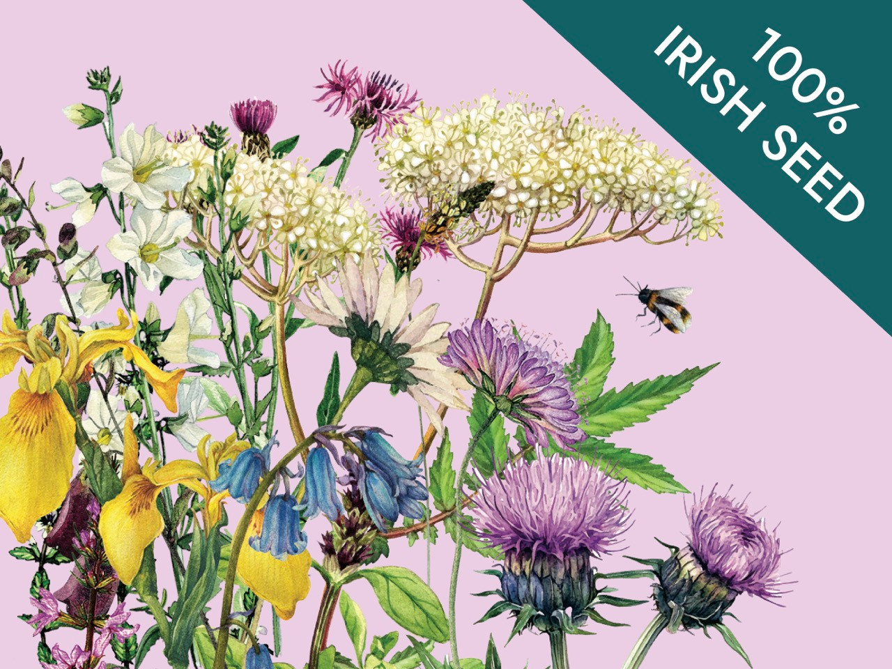 wildflowers graphic - biodiversity meadow