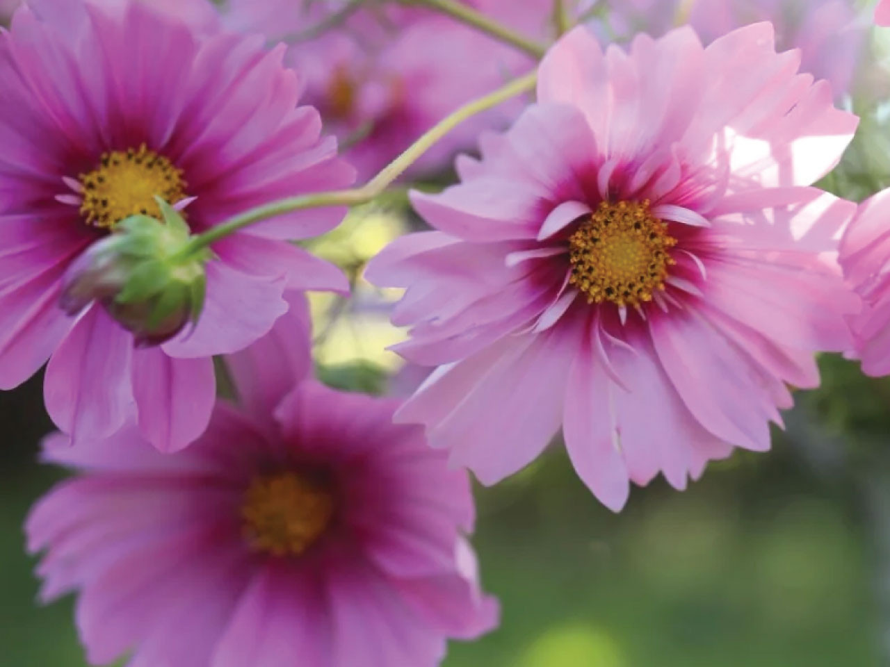 Cosmos Fizzy Pink Dark Centre - Quickcrop IE