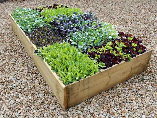 raised bed with crops