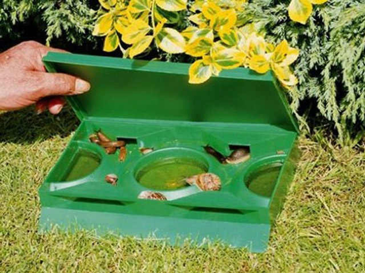 Garden slug beer trap