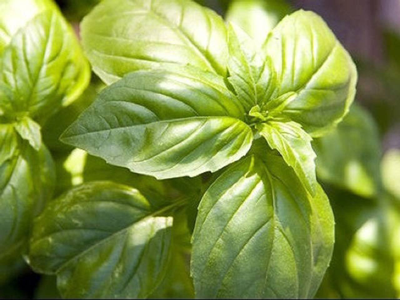 Basil Seeds Grow Your Own Sweet Genovese Basil