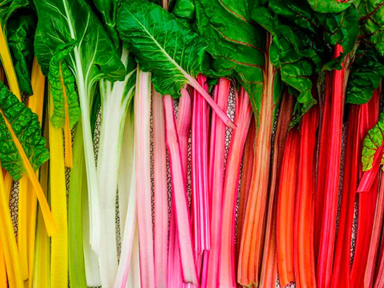 multicoloured chard stems