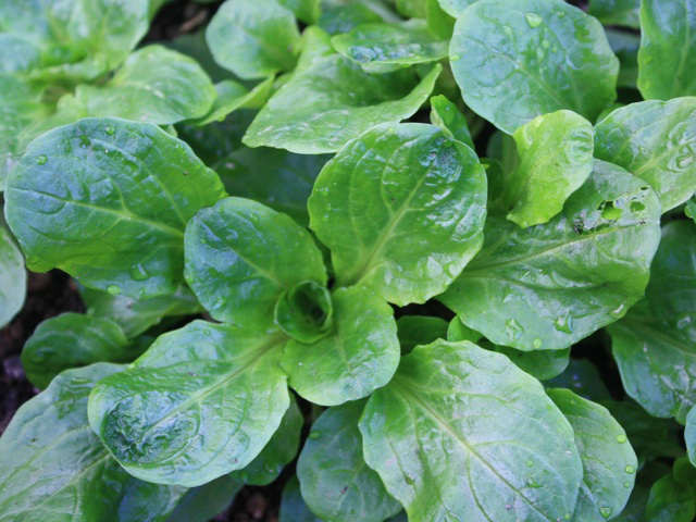 Verte a Coeur Plein variety corn salad
