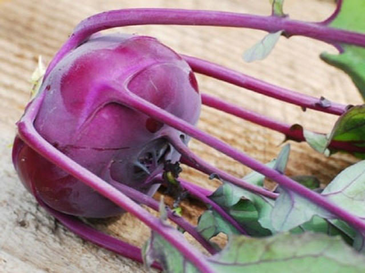 'Delicacy Purple' Kohl Rabi