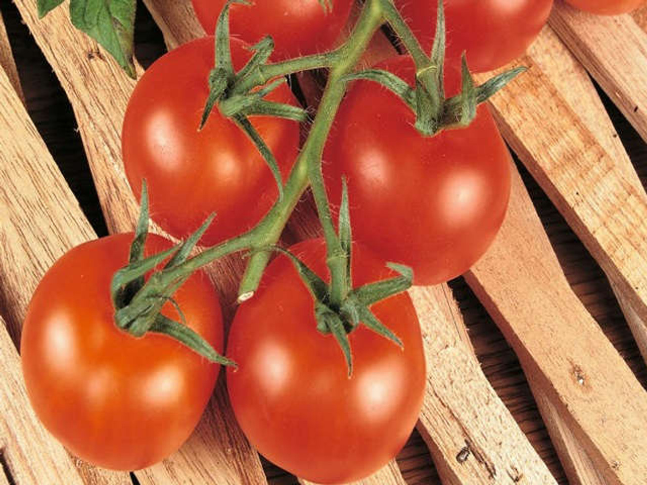 Shirley vine tomatoes