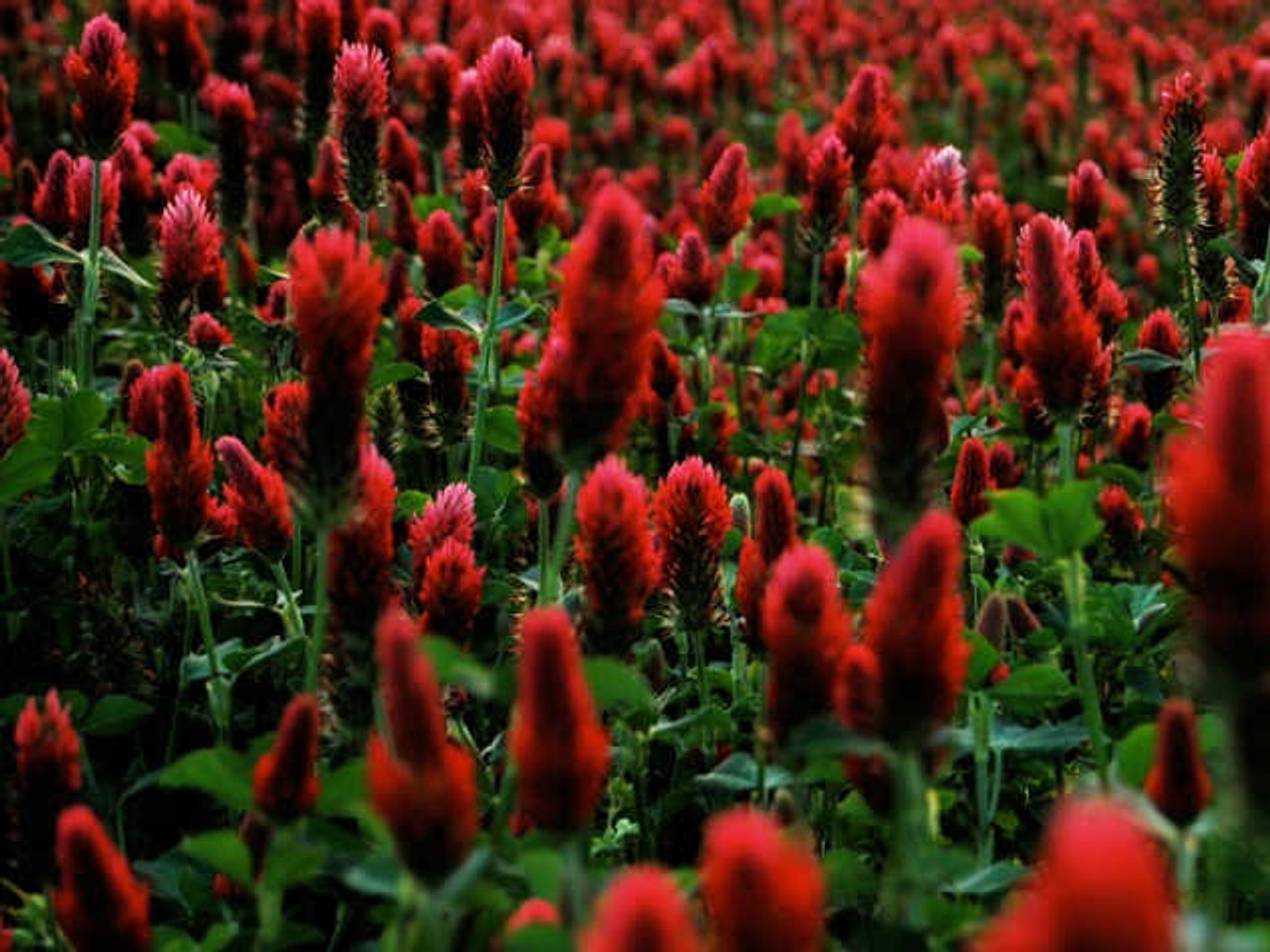 Kardinal crimson clover
