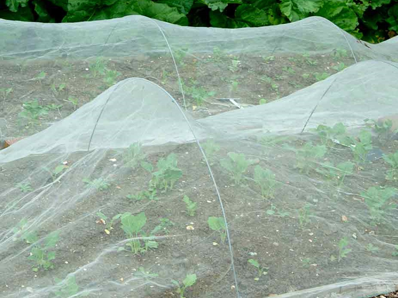 horticultural fleece over vegetable bed