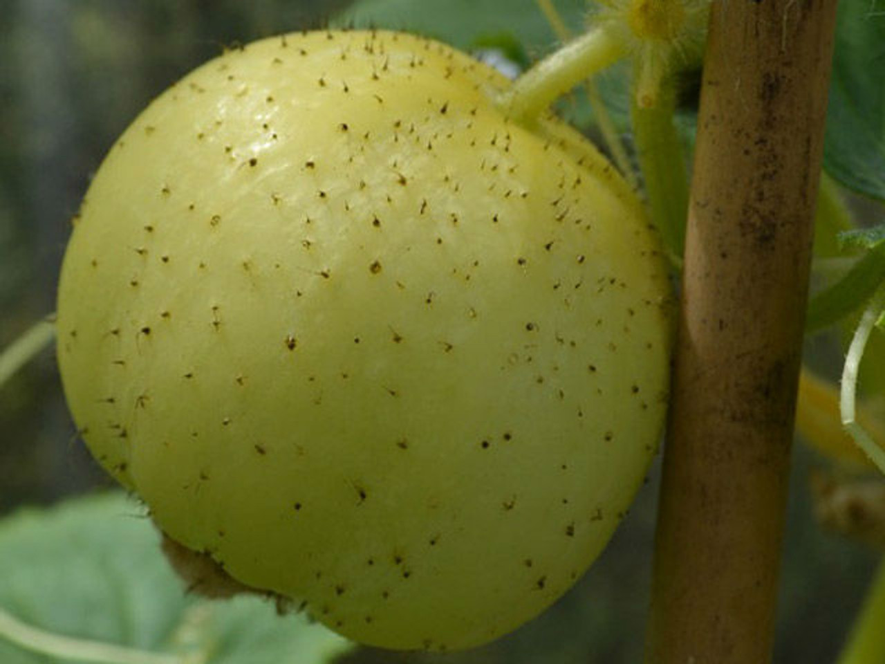 Crystal lemon cucumber