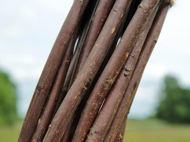 Twisted willow sticks for plant support