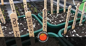 Optimum Sowing Times for Irish Gardens