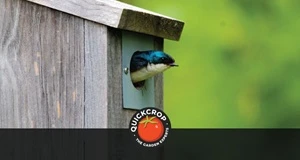 How to Make a DIY Bird Box