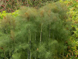 Bronze Fennel plant with tall feathery leaves