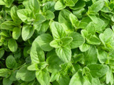 common oregano plant with bright green leaves
